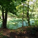 Wycieczka do Chojnowskiego Parku Krajobrazowego - projekt "Na tropie przyrody"