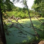 Wycieczka do Chojnowskiego Parku Krajobrazowego - projekt "Na tropie przyrody"