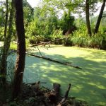 Wycieczka do Chojnowskiego Parku Krajobrazowego - projekt "Na tropie przyrody"