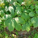 Wycieczka do Łomżyńskiego Parku Krajobrazowego Doliny Narwi - 26.08.2023 r. Projekt "Przyroda to lek, bez względu na wiek!".